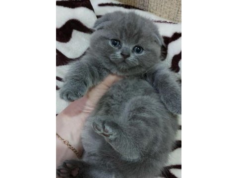 Top kafa panda surat british shorthair bebekler