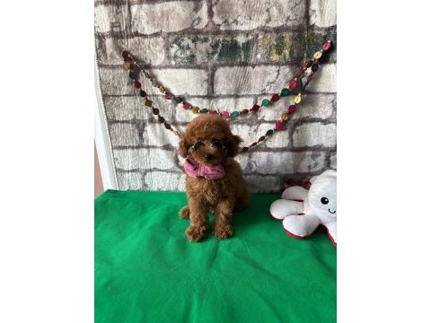 Toy poodle