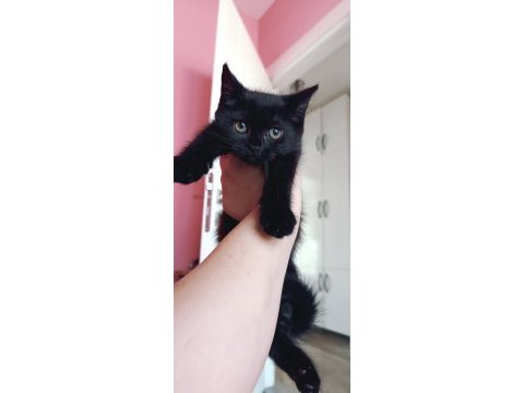 British shorthair silver cocolate cinsi safkan