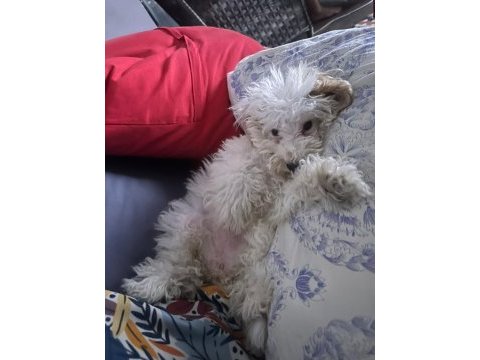 3,5 aylık maltipoo