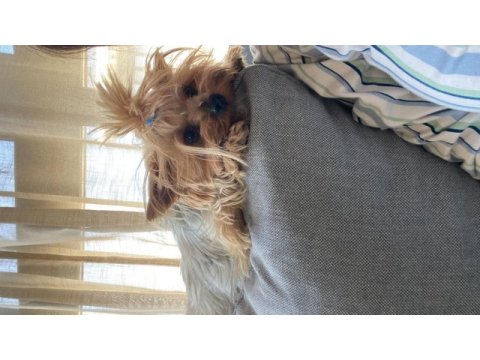 Ücretsiz sahiplendirme 3 yaşında yorkshire terrier