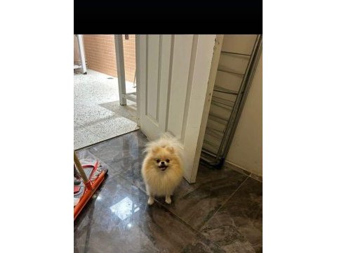 Eşleşme tecrübeli teacup pomeranian boo dişimiz
