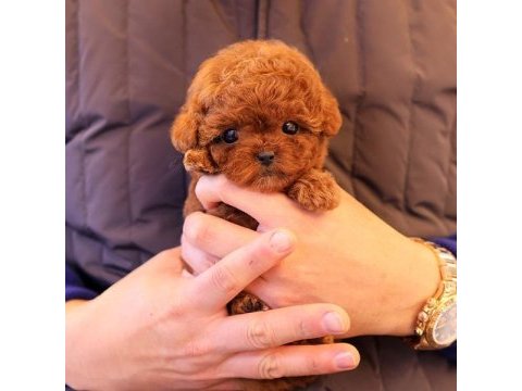 Toy poodle yavrularımız