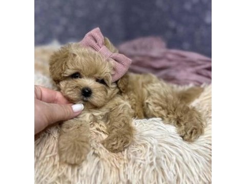 Aşılı ve sağlıklı maltipoo mini yavrular