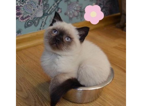 50 günlük british shorthair blue chıcalate dişi