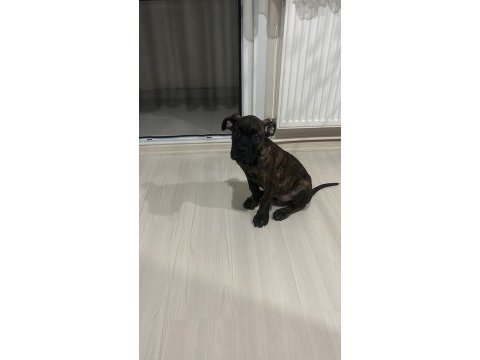 Safkan a kalite bakımlı yavru presa canario