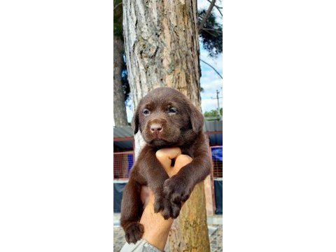 Labrador yavruler
