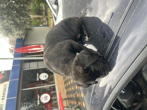 Köpeğimize yuva aranıyor
