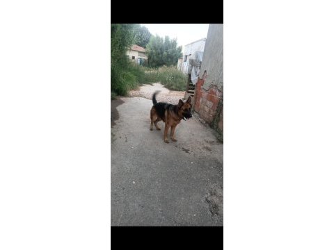 3 yaşında dişi alman kurdu sahiplendirilecektir