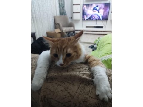 3 tane yavru kedimiz