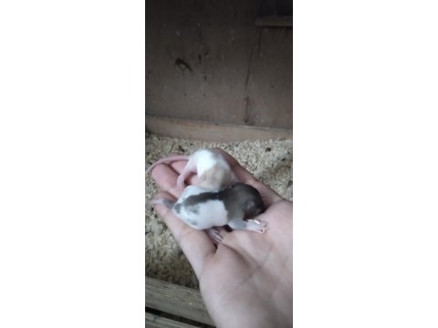 Dumbo rat yavrular