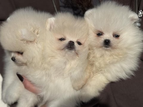 Ankaranın en elit pomeranian ları ziyarete açık