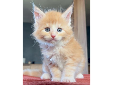 Safkan maine coon - ekstra iri yavrular