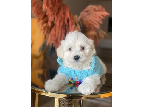 Safkan orijinal maltipoo yavrularımız