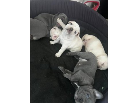 Masmavi gözlü bebek gibi french bulldog yavrular