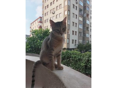 8 aylık tekir ücretsiz
