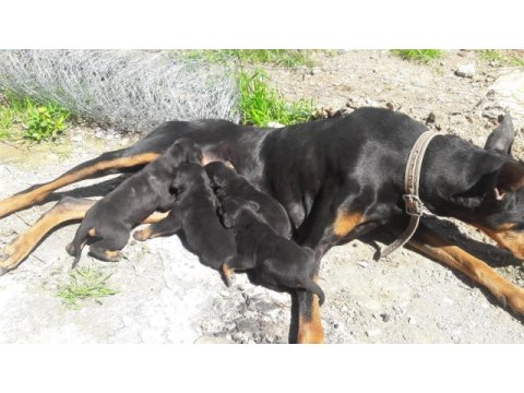 Sahiplendirme doberman