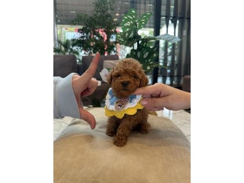 Micro teacup poodle bebeğim