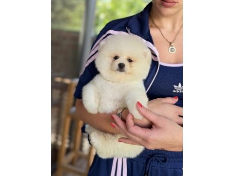 Show kalite erkek pomeranian boo