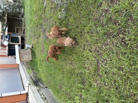 Genç toy poodle dişiler