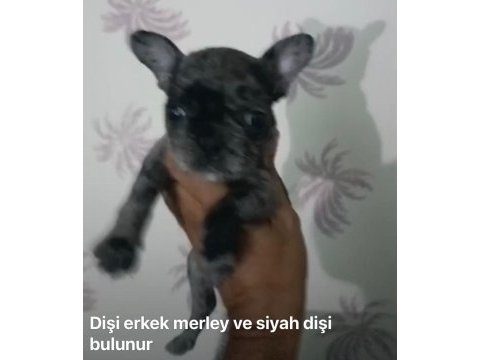 Marley french bulldog yavrular ırk sağlık garantili