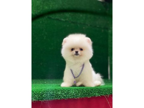 Blacks petshop garantisiyle pomeranian boo yavrularımız