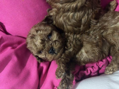 Kore poodle