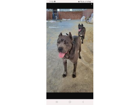 Dost canlısı cane corso bebeklerim