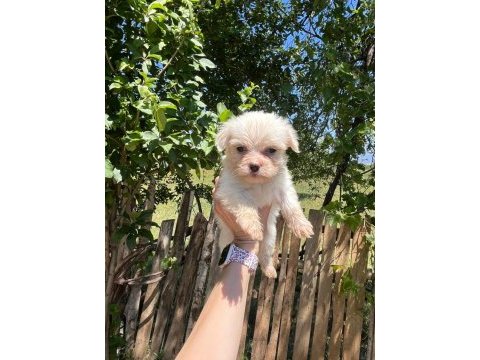 Kar beyaz maltese terrier bebekler