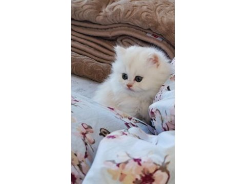 British longhair kedisi