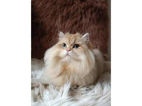British longhair by1133