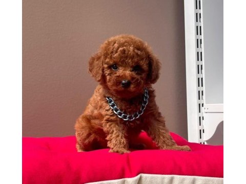 Safkan toy poodle yavrularımız