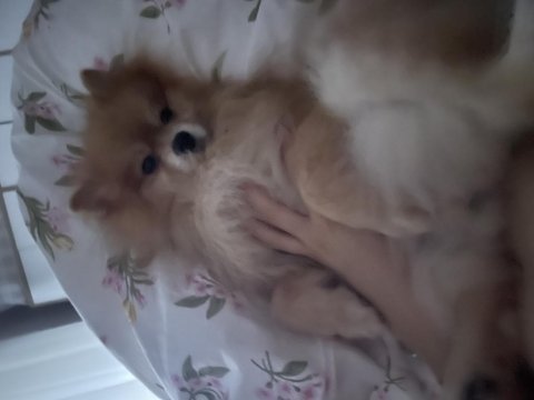 Erkek pomeranian wc eğitimli