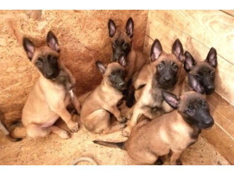 Ruhsatlı köpek çifliğinden malinois yavrular a scrli
