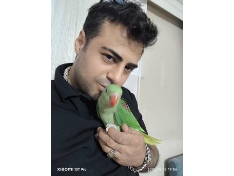 Bebek alexander iskender papağanı