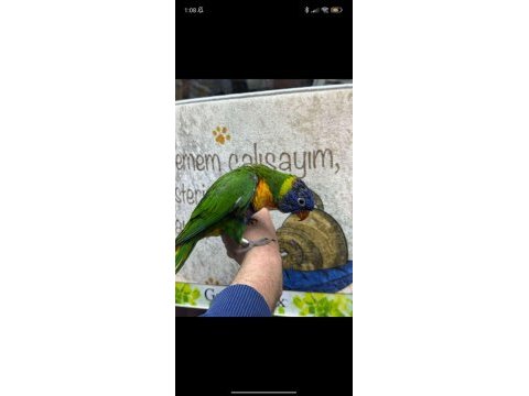 Rainbow loriler yavru ve konuşkan