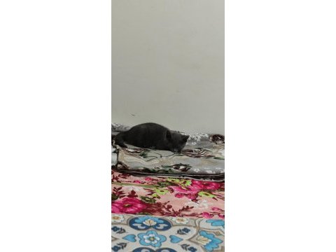 Oyun arkadaşı british shorthair