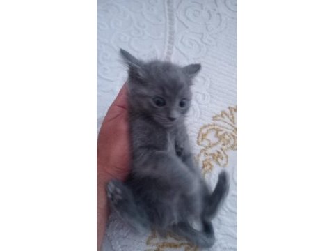 British shorthair yavrularımız sahiplendirilecektir