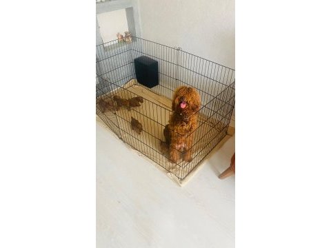Toy poodle