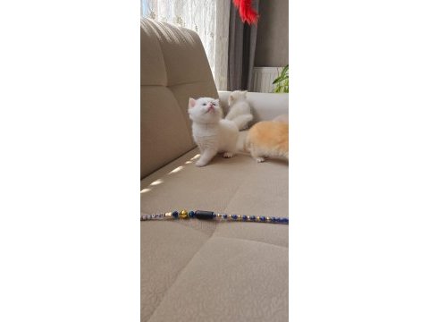 British longhair kaliteli yavrular
