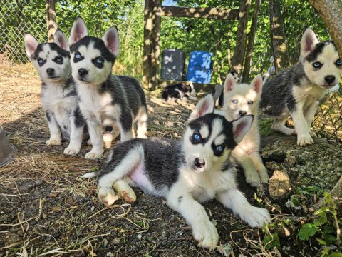 Sibirya kurdu yavrularımız yeni sahibini arıyor