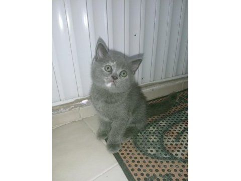 British shorthair yavrular