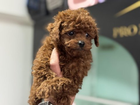700 gr 4 aylık micro tea cup kore poodle