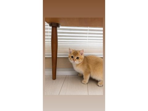 Golden british shorthair dişi aile arıyor