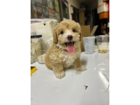 2 aylık maltipoo