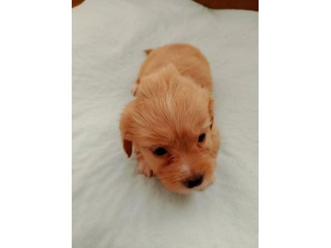 Terrier 1 aylık yavru