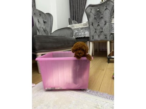 Orjinal kore kan toy poodle bebeklerimiz