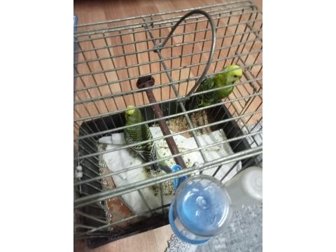 5 ile 6 yavrulu bakıcı muhabbet kuşu çiftler