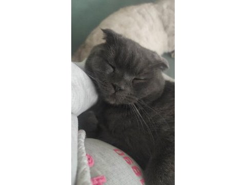 Gri scottish fold