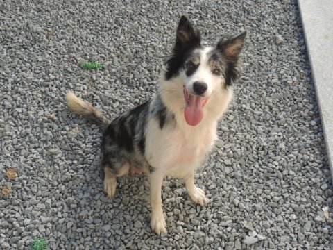 Trde tek fcı kıf a şecereli 1840 a kadar soyağacı collie